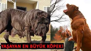 Dünyanın En Büyük 10 Köpeği - Yeni Köpek Irkı Keşfedildi.