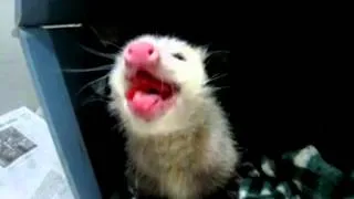 Violet, mother opossum eating watermelon.mp4