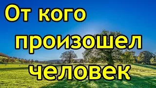 От кого произошел человек