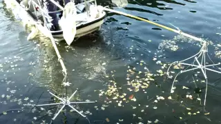 電気ショッカー船による外来魚の駆除　皇居のお堀