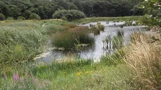 reed bed to cleanse water - REED-BED Sewage Treatment - wakefield