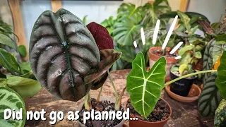 Alocasia Stem Propagation | what WORKED and DIDN'T....OVER 2 MONTHS