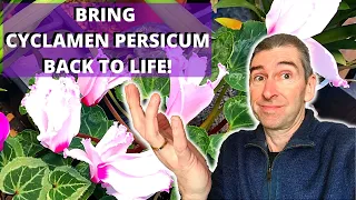 HOW TO BRING CYCLAMEN PERSICUM BACK TO LIFE - (house-plant cyclamen)
