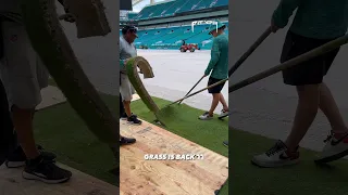 GRASS HAS RETURNED TO HARD ROCK STADIUM! | MIAMI DOLPHINS