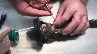 Botfly - Cuterebra removal from animals - Cuterebra from squirrel