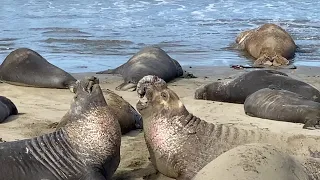 Elephant Seals at San Simeon, Ca