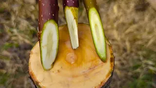 Grafting Pears using the Old-fashioned method