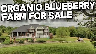 Organic blueberry farm Kentucky Horse Property | Horse Farm for sale