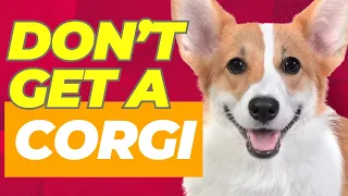 5 Reasons NOT to Get a Corgi: Pros and Cons - Dogs 101