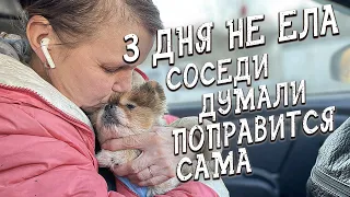 Спасение животных/ Раненый кот/ И шпиц бесплатно, только он уже умирал