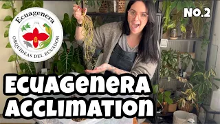 Ecuagenera acclimation no.2! 🪴 Acclimating imported plants