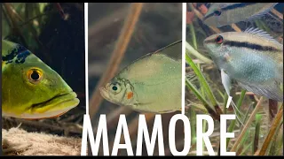 Flag cichlids, peacock bass, penguin tetras and piranha habitat - Mamoré Lagoon