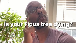 INDOOR Ficus tree dying? // L.A.G.