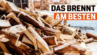 Brennholz: Das sind die besten Holzarten für Ihren Kamin