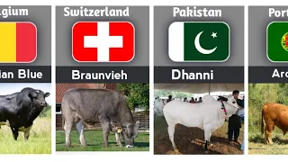 Cattle breeds from different countries ¦¦ Instant learner