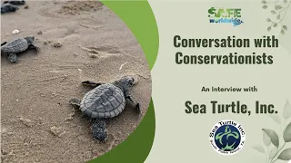 Conversation with Conservationists:  Sea Turtle, Inc.  saving the Kemp's Ridley sea turtles