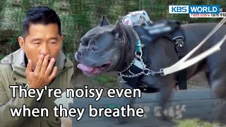 Her nose makes it hard to breathe [Dogs are incredible : EP.151-3] | KBS WORLD TV 221213