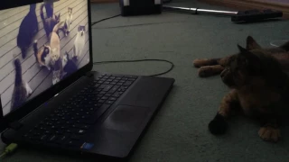 My cat's reaction to cats video - every day. Every. Darn. Day