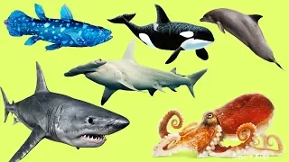 Animals in the Ocean | Learn Animals names and Sounds for Kids