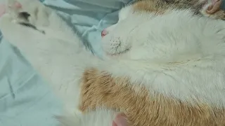 Touching the ear of a sleeping Happy Cat