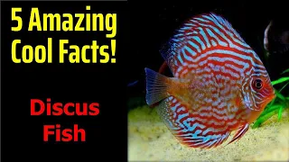 5 Fascinating Facts About Discus Fish