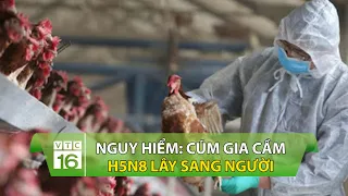 NGUY HIỂM: Cúm gia cầm H5N8 lây sang người | VTC16