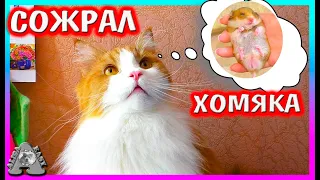 Кот СОЖРАЛ хомяка! / Я Виновата... / Грустная история / Alisa Easy Pets