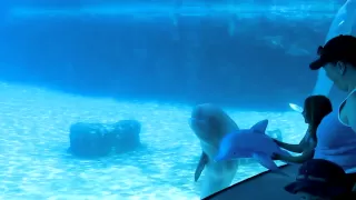 Baby Beluga Whale playing with Blowup Dolphin