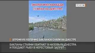 Огромную колонию бакланов сняли на Днестре