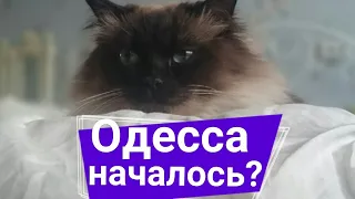 Одесса 27 апреля. Началось в колхозе утро кажется. Обстановка. Odessa. Одеса.