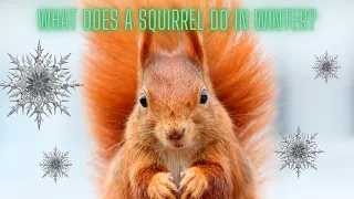 How do squirrels survive the winter?
