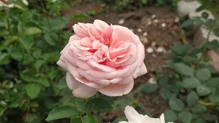 Роза Афродита. Разочарование и восхищение.   Aphrodite #розы #сортароз #розывсаду