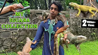 BIGGEST IGUANA COLLECTION IN INDIA