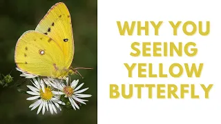 yellow butterfly meaning!! why you seeing yellow butterfly🦋!!! universe messages ✨