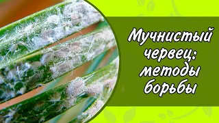 МУЧНИСТЫЙ ЧЕРВЕЦ: БОРЬБА