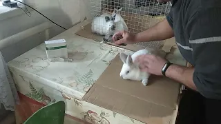 Вакцинація кроликів