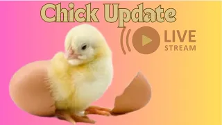 Chick Update