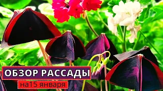 ОБЗОР РАССАДЫ цветов и овощей зимой - на 14 января подробно