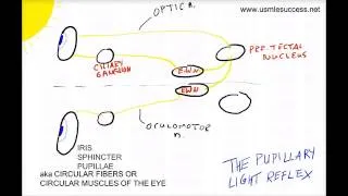 USMLE Tutorial - The Pupillary Light Reflex