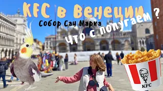 KFC в Италии/ Последний день в Венеции/ Попугай 3 дня дома один