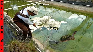 TRAPPED FISH and TURTLES in ABANDONED PONDS! **Catching them out before they RE-Build**