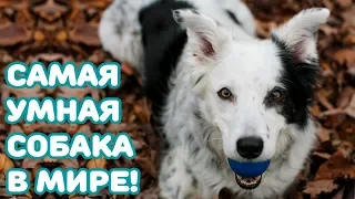 Самая умная собака в мире! Чейсер! Бордер-Колли, которая знает более 1000 слов!