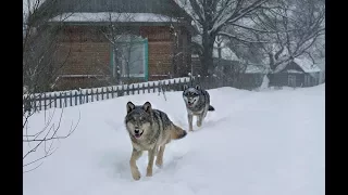 Watching wild wolves in the village from a tower [Chernobyl zone]