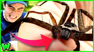 BITTEN by North America's LARGEST (True) SPIDER!