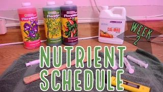 Week 2: How to Feed Autoflowers - Our Nutrient Schedule