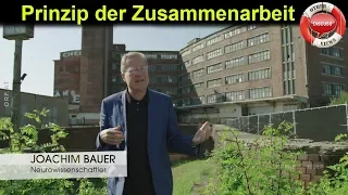Das Prinzip der Zusammenarbeit - Bauer Joachim - Neurowissenschaftler