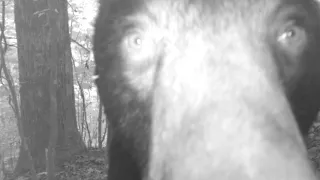 trail cam catches Black Bear again