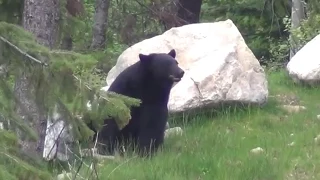 Spring Bear Hunt "DUST NAP" - Stuck N the Rut 17