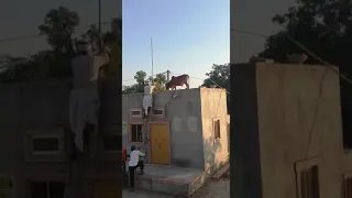 cow accident