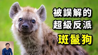 號稱「非洲二哥」，有太多不為人知的秘密，動物界的經典反派！斑鬣狗原来不是狗，反而更像貓科動物！ #老肉雜談 #肉識動物